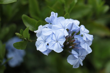 pretty beautiful wild flower