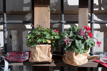 plant and flowers decoration