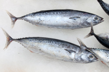 common tuna (Thunnini) on ice on fish-market