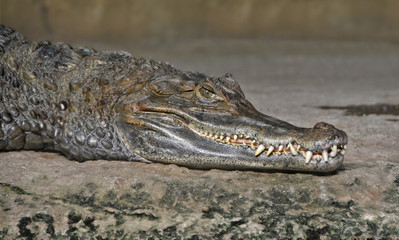 Crocodile looks at you. Crocodile’s jaws with huge teeth. Close up photo. Dangerous reptiles. Wild animals.