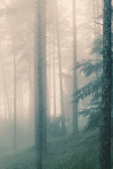 Autumn forest, firs on the fog, natural background.