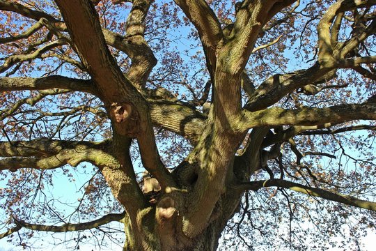 Blick in die Krone einer uralten Eiche im Herbst
