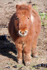 Fototapeta premium Le poney roux