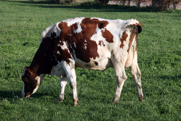 Une vache blanche et brune dans son pré