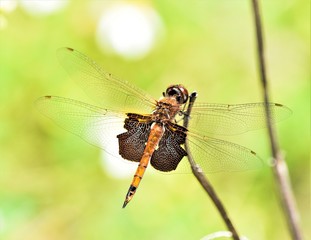 dragonfly
