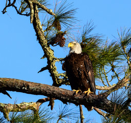 eagle in tree