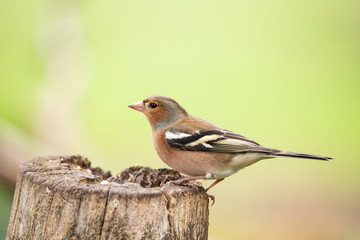 Finch, common.  Fringilla coelebs