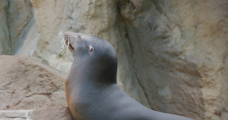 Sea lion lying on the rock