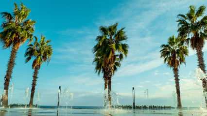 palm trees on the beach