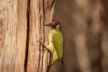 Green Woodpecker,  Picus viridis