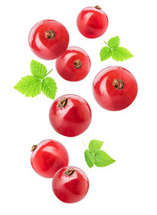 Flying red currants isolated on white background. Clipping path