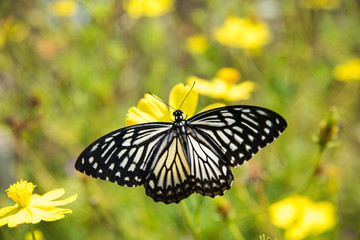 Blue Tiger Butterfly On Flower