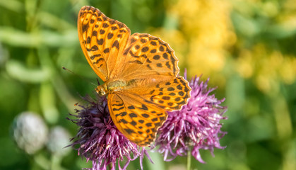 Silver-washed fritillary butterfly macro on flower