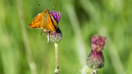 Macro of small skipper butterfly on flower