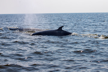 Bryde's whales mother and child coming up out of the water. Back of two eden's whales swimming next to coast of Bangtaboon, Petchburi, Gulf of Thailand.