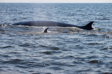Bryde's whales mother and child coming up out of the water. Back of two eden's whales swimming next...
