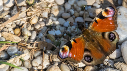 Macro of Peacock butterfly on the ground