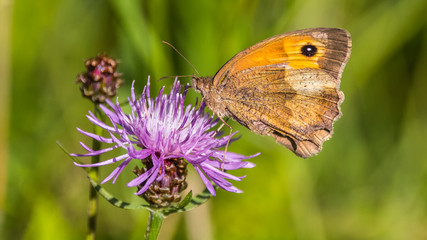 Macro of butterfly on flower