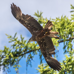 Milan in flight
