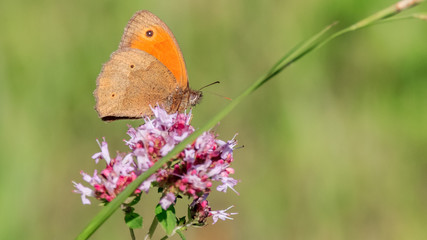 Macro of butterfly on flower