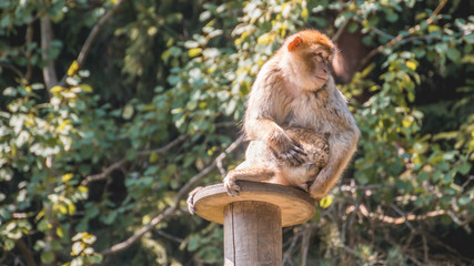 Naklejka premium Monkey on a wooden pole