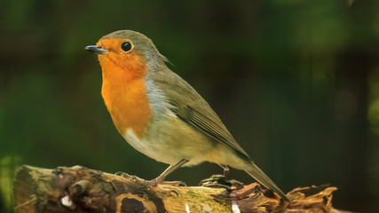Robin Redbreast close up portrait