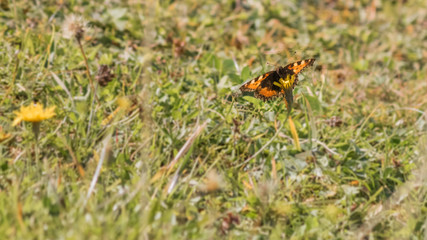 Obraz premium Macro of Small tortoiseshell on flower