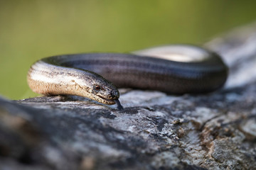 slowworm tongue out