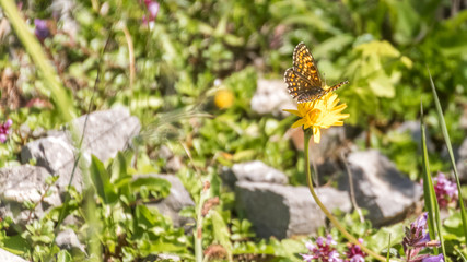 Map butterfly macro on flower