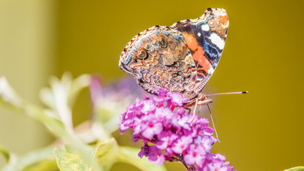 Macro of Red admiral on flower