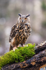 Eurasian Eagle Owl (Bubo bubo), flying bird with open wings with the autumn forest in the background, animal in the nature habitat.