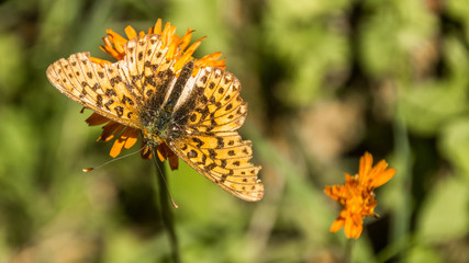 Orange butterfly macro on flower