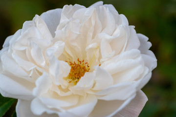 White roses / Narashino City, Chiba prefecture, Japan