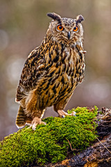 Eurasian Eagle Owl (Bubo bubo), flying bird with open wings with the autumn forest in the background, animal in the nature habitat.