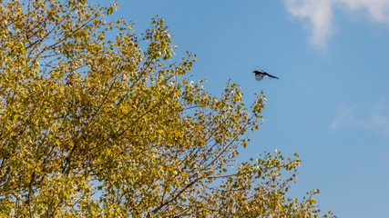 Magpie in flight