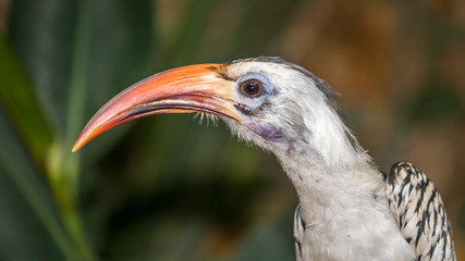 Tropical bird portrait