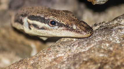 Lizard close up