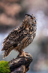 Eurasian Eagle Owl (Bubo bubo), flying bird with open wings with the autumn forest in the background, animal in the nature habitat.
