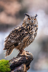 Eurasian Eagle Owl (Bubo bubo), flying bird with open wings with the autumn forest in the background, animal in the nature habitat.