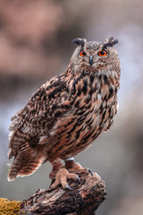 Eurasian Eagle Owl (Bubo bubo), flying bird with open wings with the autumn forest in the background, animal in the nature habitat.