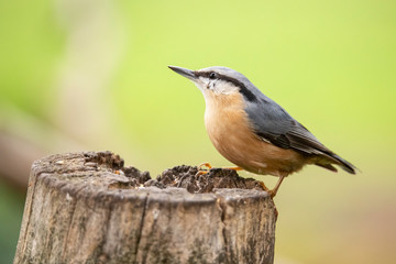 Nuthatch, Sitta europaea