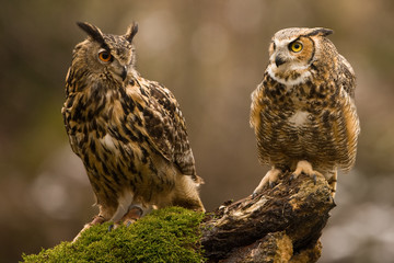 Eurasian Eagle Owl (Bubo bubo), flying bird with open wings with the autumn forest in the background, animal in the nature habitat.