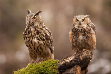 Eurasian Eagle Owl (Bubo bubo), flying bird with open wings with the autumn forest in the background, animal in the nature habitat.