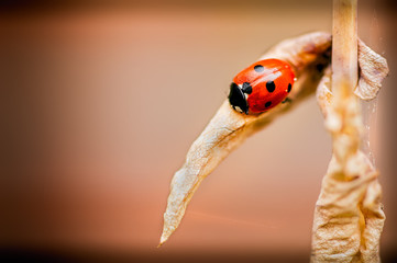 Red 7-Spot Ladybird on Old Aqualegia Leaf