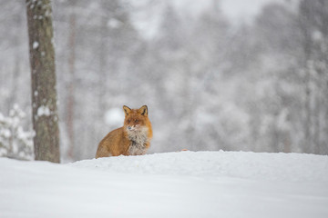Red Fox in the Snow
