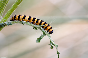 Cinnabar Larva (Tyria jacobaeae) Eating Ragwort Leaf