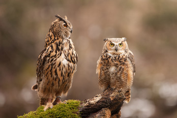 Eurasian Eagle Owl (Bubo bubo), flying bird with open wings with the autumn forest in the background, animal in the nature habitat.