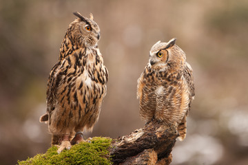 Eurasian Eagle Owl (Bubo bubo), flying bird with open wings with the autumn forest in the...