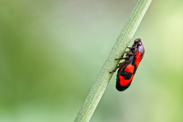 Froghopper (Cercopis vulnerata) on a rush stem.