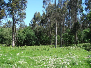 Obraz premium The landscape of a blooming forest glade at the foot of the tall trees lit by midday sunlight on the background of the blue sky.